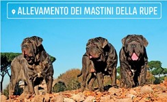 Nella, Dora e Falco della Rupe